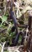 pazoubek drsný (pazoubek klamný) (Houby), Geoglossum fallax (Fungi)
